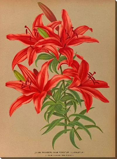 Картина Лилия Тунбергианум Венустум (1872-1881)