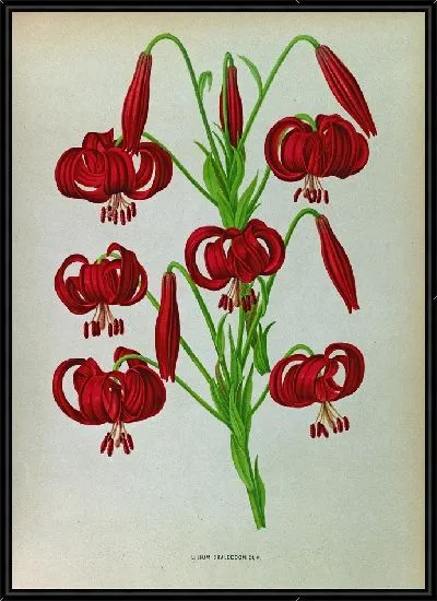Картина Лилия Халцедонум (1872-1881)