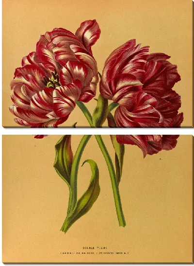 Картина Махровые тюльпаны 1.Mariage De Ma Fl Lle. 2.Императорская куронна (1872-1881).