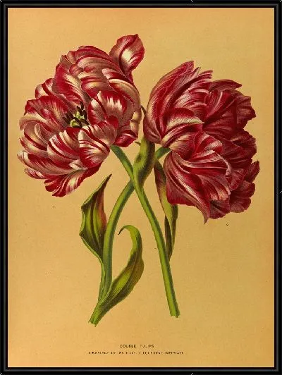 Картина Махровые тюльпаны 1.Mariage De Ma Fl Lle. 2.Императорская куронна (1872-1881).