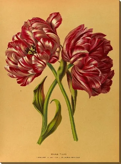 Картина Махровые тюльпаны 1.Mariage De Ma Fl Lle. 2.Императорская куронна (1872-1881).