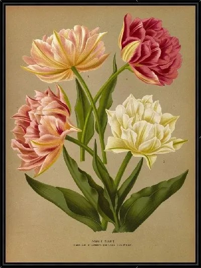 Картина Махровые тюльпаны 1.Мурильо 2.Курон де Роз 3.Ла Кандер (1872-1881)