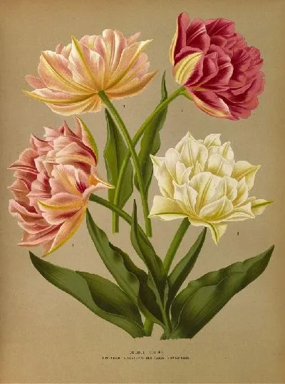 Картина Махровые тюльпаны 1.Мурильо 2.Курон де Роз 3.Ла Кандер (1872-1881)