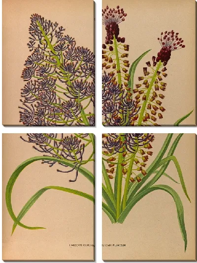 Картина Мускари бородатый и Мускари плюмозум (1872-1881)