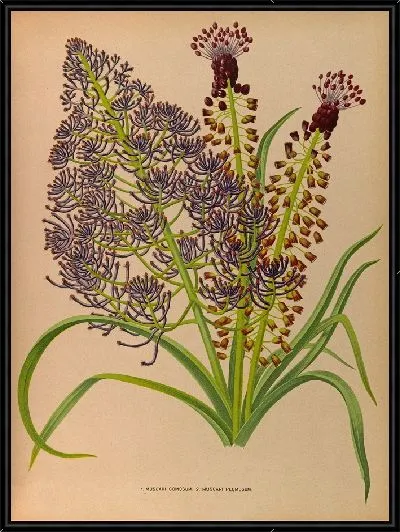 Картина Мускари бородатый и Мускари плюмозум (1872-1881)