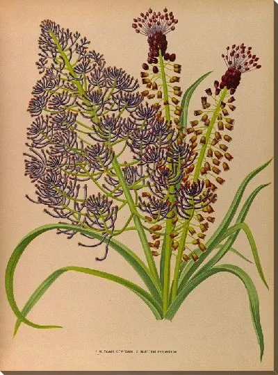 Картина Мускари бородатый и Мускари плюмозум (1872-1881)