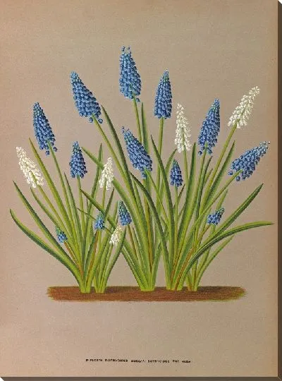 Картина Мускари Ботриоидес и Мускари Ботриоидес (1872-1881)