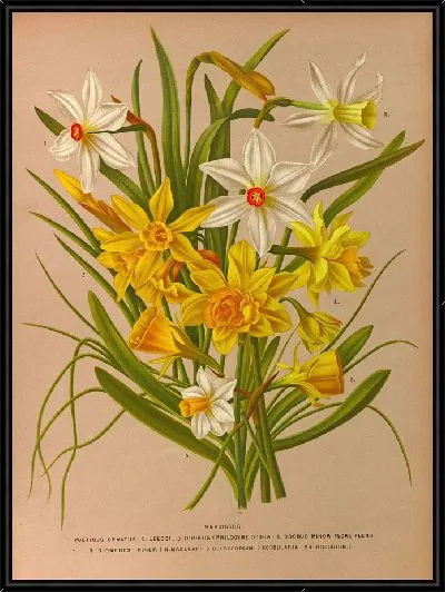 Картина Нарцисс 1 (1872-1881)