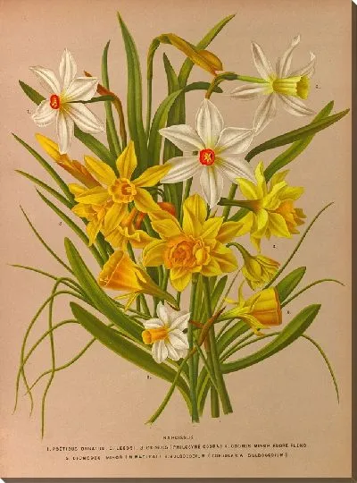 Картина Нарцисс 1 (1872-1881)