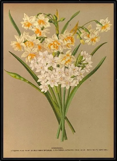 Картина Нарцисс 2 (1872-1881)