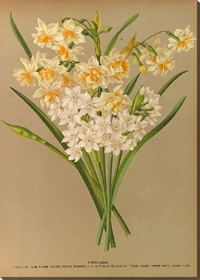 Картина Нарцисс 2 (1872-1881)