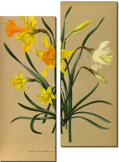Картина Нарцисс 3 (1872-1881)