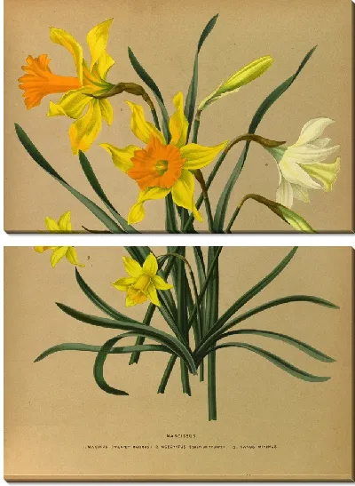 Картина Нарцисс 3 (1872-1881)