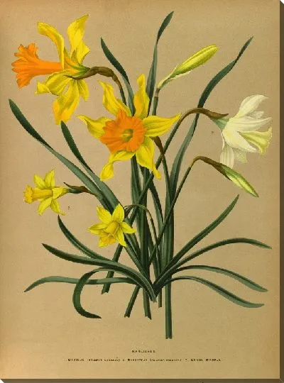 Картина Нарцисс 3 (1872-1881)