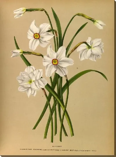 Картина Нарцисс 4 (1872-1881)