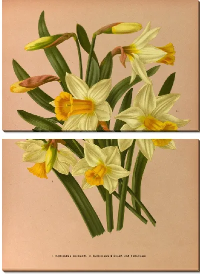 Картина Нарцисс двухцветный и Нарцисс Биколор Вар Хорсфилди (1872-1881)