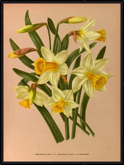 Картина Нарцисс двухцветный и Нарцисс Биколор Вар Хорсфилди (1872-1881)