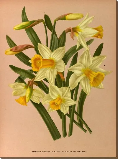 Картина Нарцисс двухцветный и Нарцисс Биколор Вар Хорсфилди (1872-1881)
