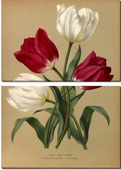 Картина Одиночные ранние тюльпаны 1. Белый Поттебаккер 2. Просперпина (1872-1881)
