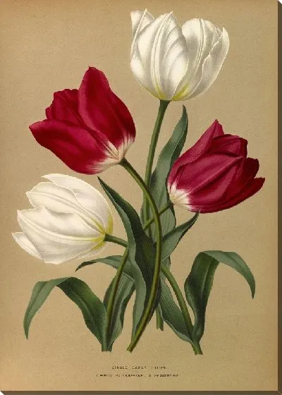 Картина Одиночные ранние тюльпаны 1. Белый Поттебаккер 2. Просперпина (1872-1881)