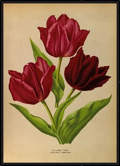 Картина Одиночные ранние тюльпаны 1.Ван дер Неер 2.Вауверман (1872-1881)