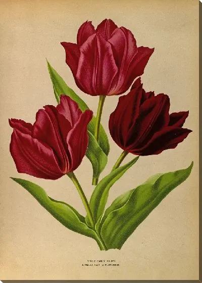 Картина Одиночные ранние тюльпаны 1.Ван дер Неер 2.Вауверман (1872-1881)