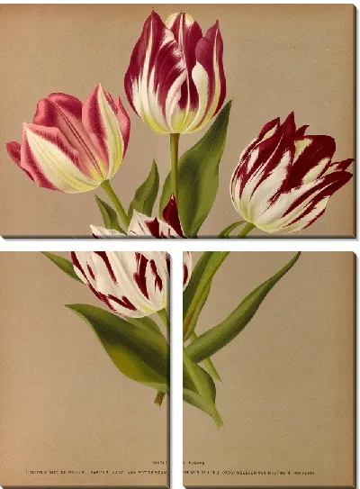 Картина Одиночные ранние тюльпаны 2 (1872-1881)