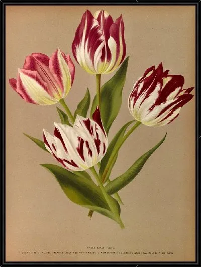 Картина Одиночные ранние тюльпаны 2 (1872-1881)