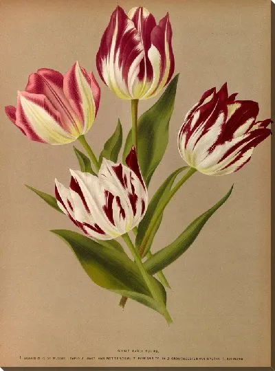 Картина Одиночные ранние тюльпаны 2 (1872-1881)