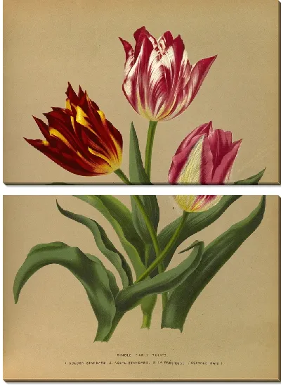 Картина Одиночные ранние тюльпаны 3 (1872-1881)