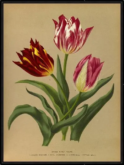 Картина Одиночные ранние тюльпаны 3 (1872-1881)