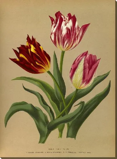 Картина Одиночные ранние тюльпаны 3 (1872-1881)