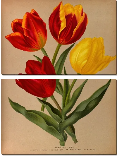Картина Одиночные ранние тюльпаны 4 (1872-1881)