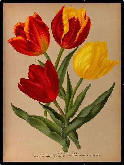 Картина Одиночные ранние тюльпаны 4 (1872-1881)