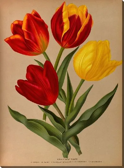 Картина Одиночные ранние тюльпаны 4 (1872-1881)