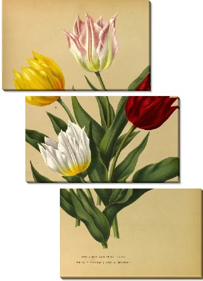 Картина Одиночные тюльпаны Дюка Ван Толля (1872-1881)