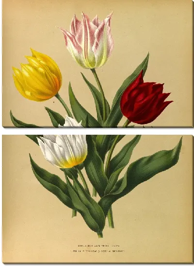 Картина Одиночные тюльпаны Дюка Ван Толля (1872-1881)