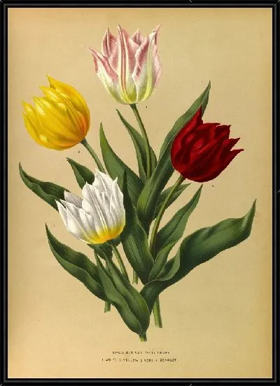Картина Одиночные тюльпаны Дюка Ван Толля (1872-1881)