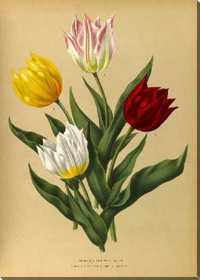 Картина Одиночные тюльпаны Дюка Ван Толля (1872-1881)