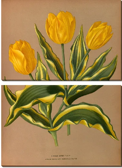 Картина Одиночный ранний тюльпан Желтый принц с бородавчатой ​​листвой (1872-1881)