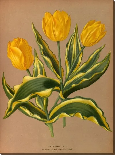 Картина Одиночный ранний тюльпан Желтый принц с бородавчатой ​​листвой (1872-1881)