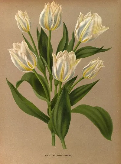 Картина Одиночный ранний тюльпан, Ла Латьер (1872-1881)
