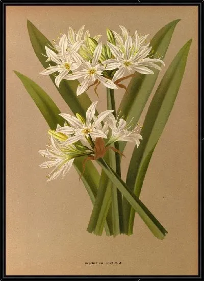 Картина Панкратий Иллирикум (1872-1881)