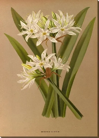 Картина Панкратий Иллирикум (1872-1881)