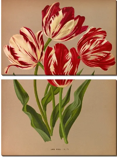 Картина Поздние розовые тюльпаны (1872-1881)