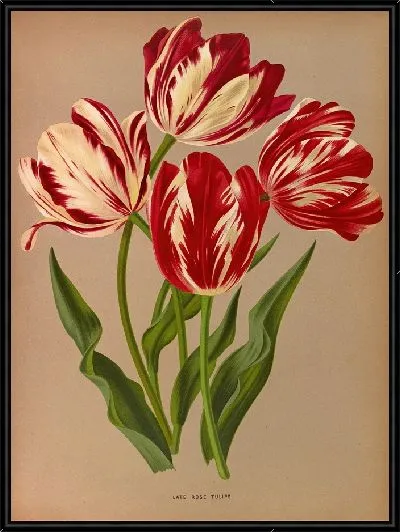 Картина Поздние розовые тюльпаны (1872-1881)