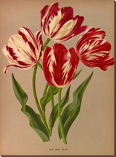 Картина Поздние розовые тюльпаны (1872-1881)