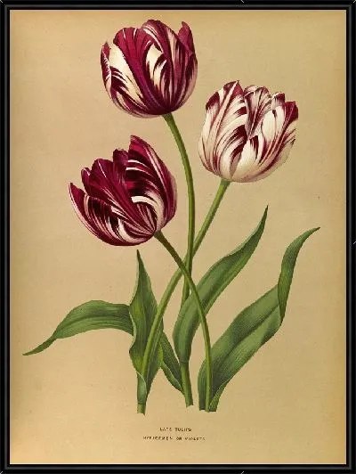 Картина Поздние тюльпаны (1872-1881)