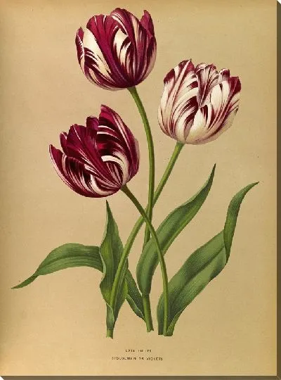 Картина Поздние тюльпаны (1872-1881)