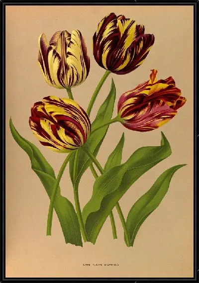 Картина Поздние тюльпаны Bizarres (1872-1881)